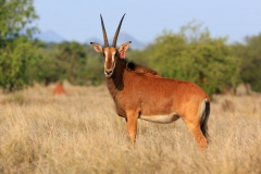 7884