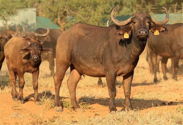 Buffalo Cows Stud
