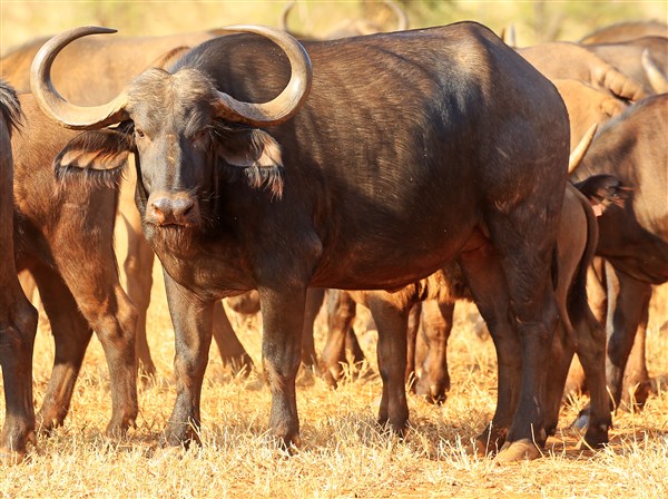 Buffalo Cows Stud