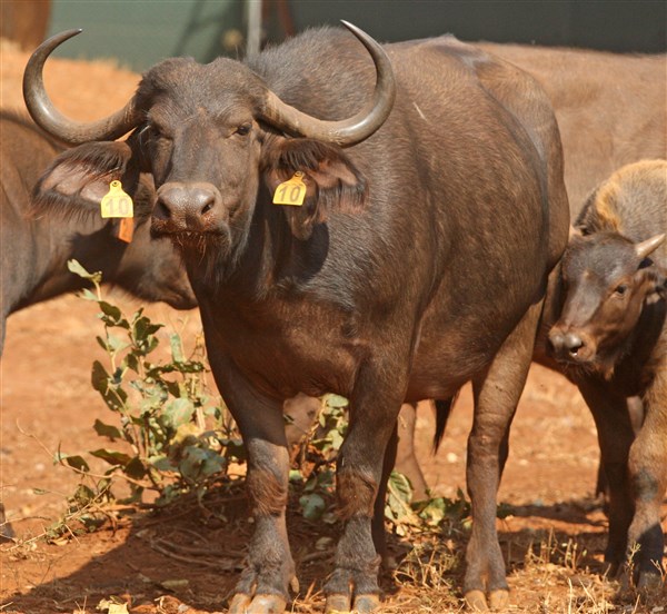 Buffalo Cows Stud