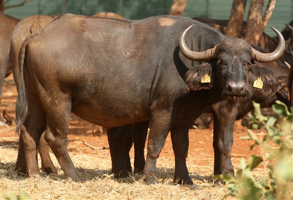 Buffalo Cows Stud