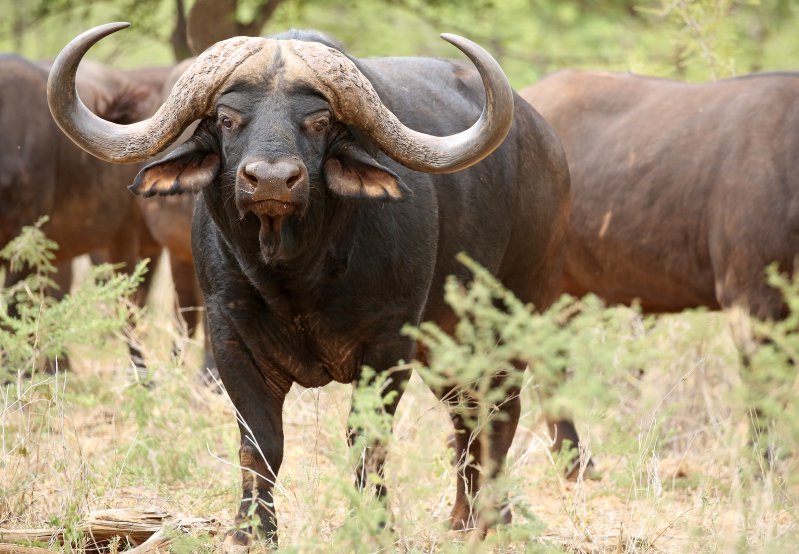 Gravelotte Stud Bull