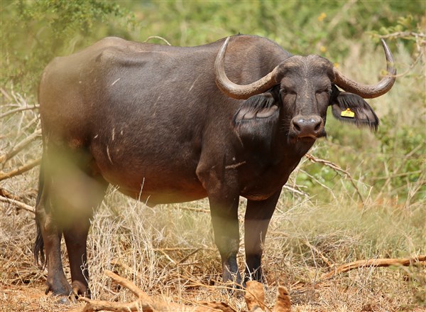 Buffalo Cows Stud