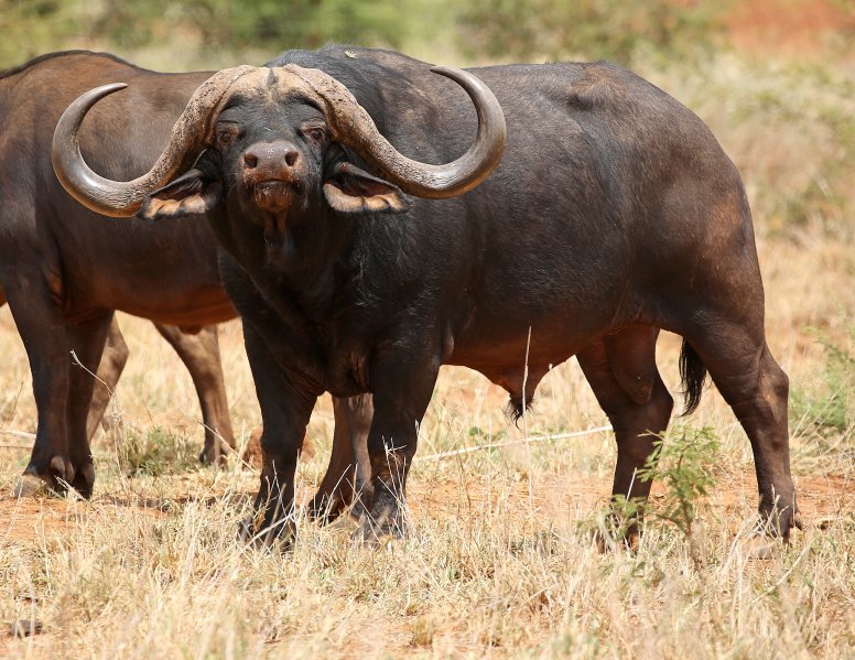 Gravelotte Stud Bull
