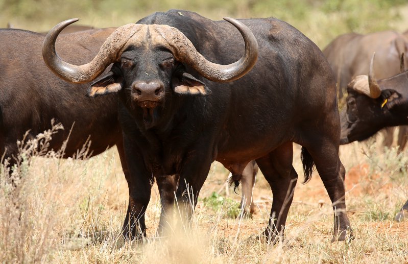 Gravelotte Stud Bull