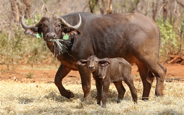 Buffalo Cows Stud