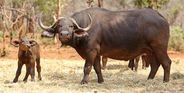 Buffalo Cows Stud