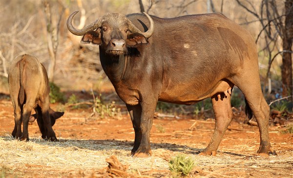 Buffalo Cows Stud