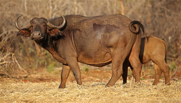 Buffalo Cows Stud