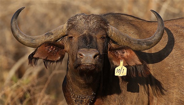 Buffalo Cows Stud