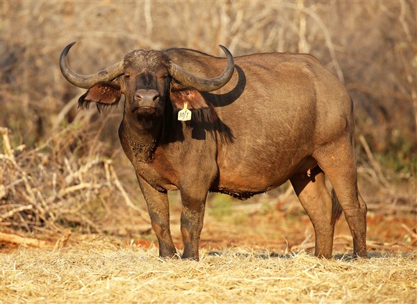 Buffalo Cows Stud