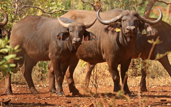 Buffalo Cows Stud