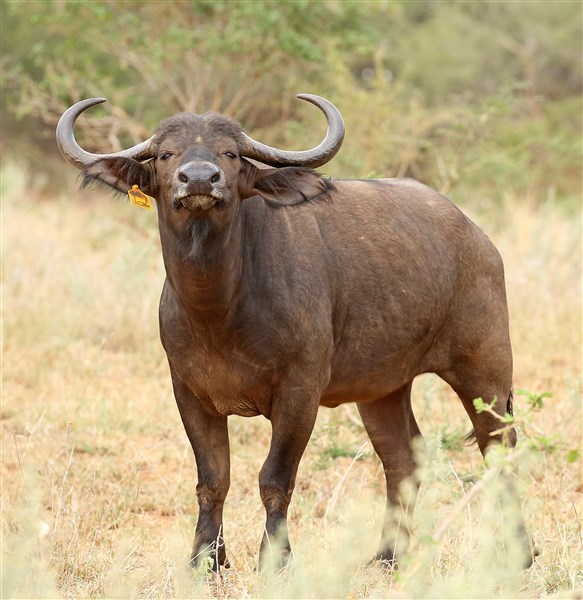 Buffalo Cows Stud