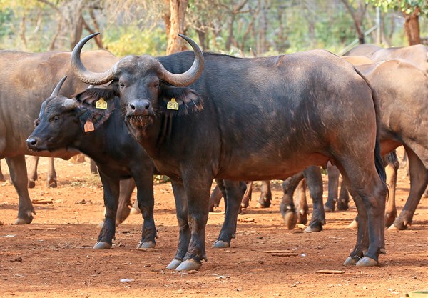 Buffalo Cows Stud
