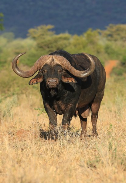 Gravelotte Stud Bull