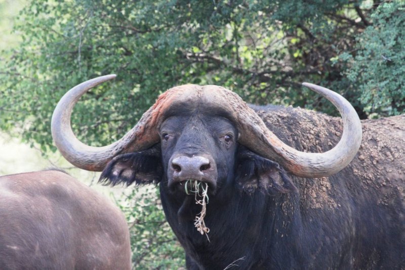 Gravelotte Stud Bull