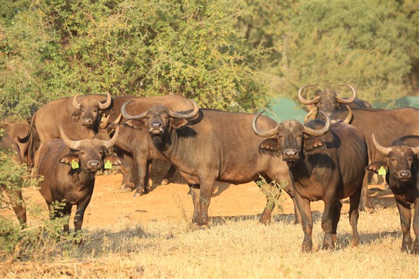 Buffalo Cows Stud