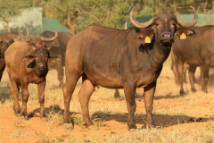 Buffalo Cows Stud