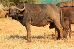 Buffalo Cows Stud