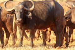 Buffalo Cows Stud