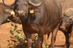 Buffalo Cows Stud