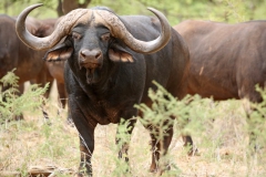 Gravelotte Stud Bull