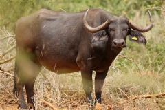 Buffalo Cows Stud