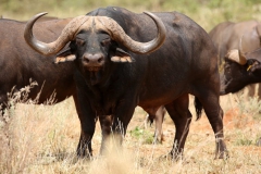 Gravelotte Stud Bull