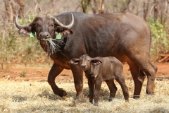 Buffalo Cows Stud