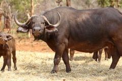 Buffalo Cows Stud