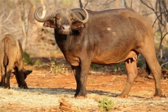 Buffalo Cows Stud