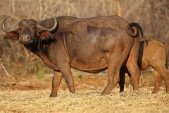 Buffalo Cows Stud