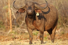 Buffalo Cows Stud