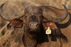 Buffalo Cows Stud