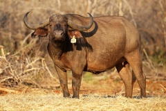Buffalo Cows Stud