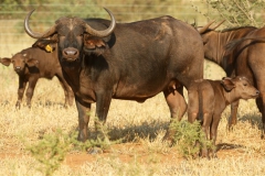 Buffalo Cows Stud