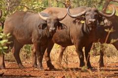 Buffalo Cows Stud
