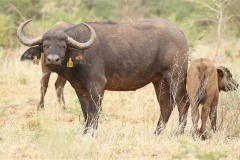Buffalo Cows Stud