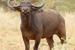 Buffalo Cows Stud