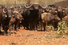 Buffalo Cows Stud