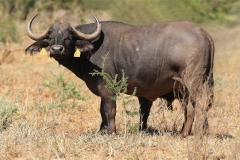 Buffalo Cows Stud