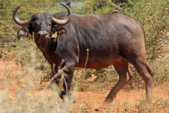 Buffalo Cows Stud