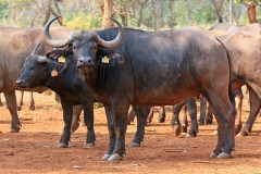 Buffalo Cows Stud