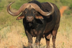 Gravelotte Stud Bull