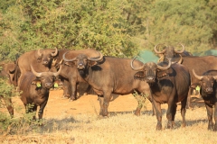 Buffalo Cows Stud