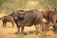 Buffalo Cows Stud
