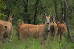 Livingstone Eland Stud Females