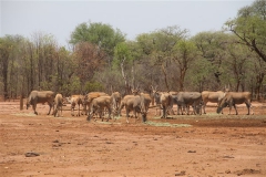 Livingstone Eland Stud Females