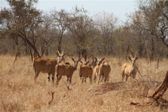 Livingstone Eland Stud Females