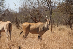 Livingstone Eland Stud Female
